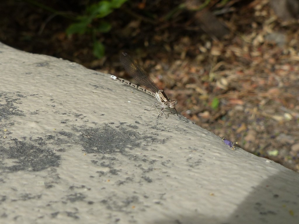 Spine-tipped Dancer (Argia extranea) photographed in natural habitat