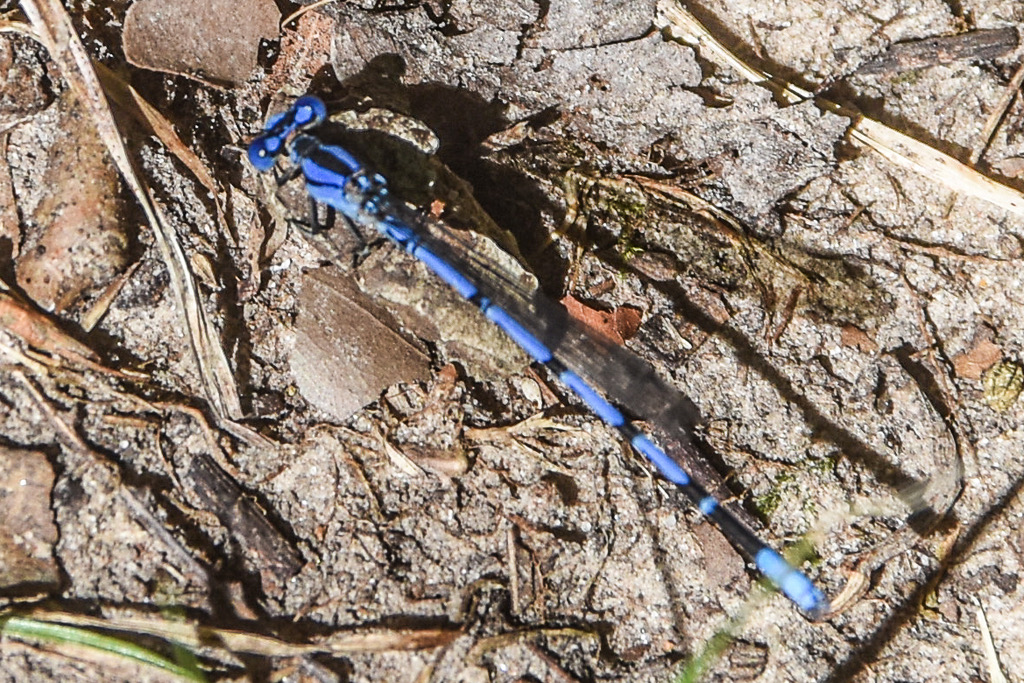 Springwater Dancer (Argia funebris) photographed in natural habitat