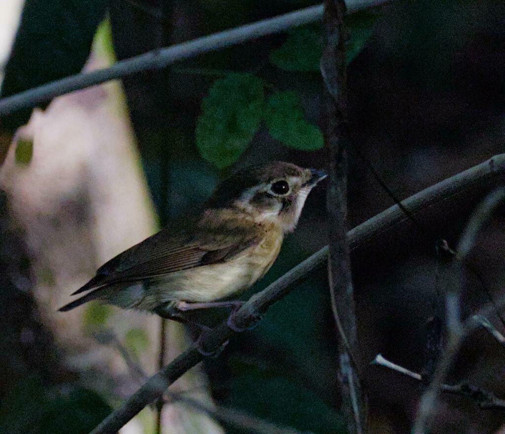 Stub-tailed Spadebill photographed in natural habitat