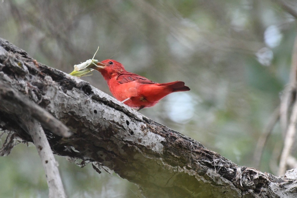 Summer Tanager photographed in natural habitat