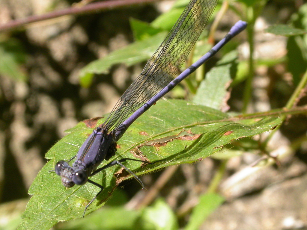 Tonto Dancer (Argia tonto) photographed in natural habitat