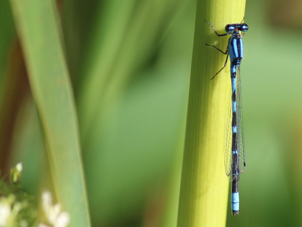 Tule Bluet (Enallagma carunculatum) photographed in natural habitat