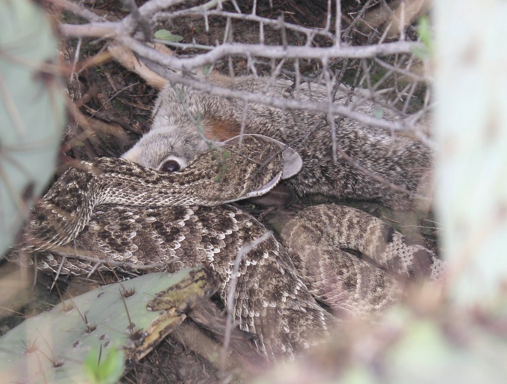 Western Diamond-backed Rattlesnake photographed in natural habitat