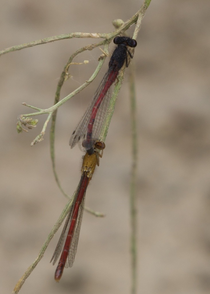 Western Red Damsel (Amphiagrion abbreviatum) photographed in natural habitat