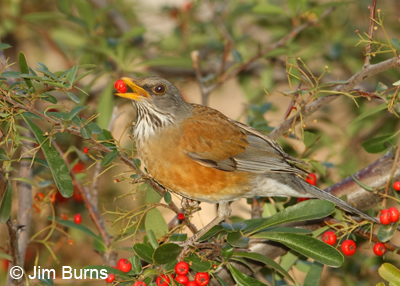 Rufous-backed Robin with Pyracantha berry
