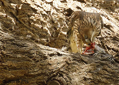 Cooper's Hawk juvenile plucking Gila Woodpecker
