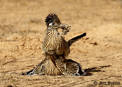 Greater Roadrunner copulation with male's gift