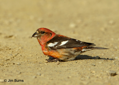White-winged Crossbill male