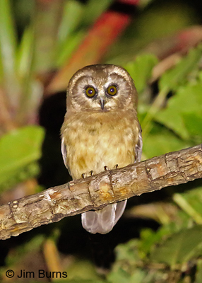 Unspotted Saw-whet Owl, Costa Rica