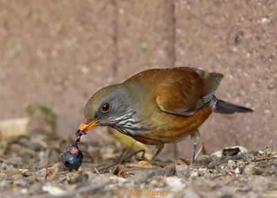 Rufous-backed Robin with Russian Olive