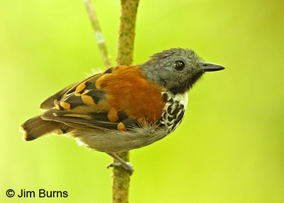 Spotted Antbird male