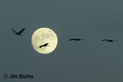Sandhill Cranes across the moon