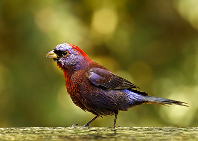 Varied Bunting male bathing--3446