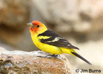 Western Tanager post bath
