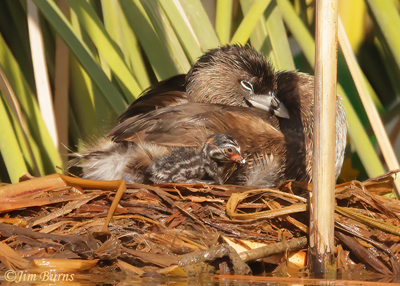 Pied-billled Grebe with chick