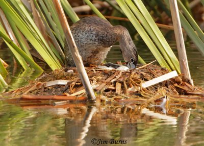 Pied-bill Grebe at nest with eggs