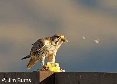 Prairie Falcon with meadowlark