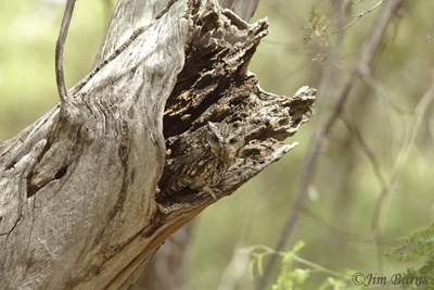 A Whiskered Screech-Owl encrypted in bark