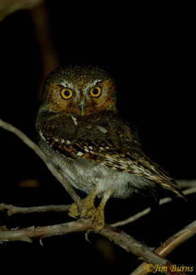 An Elf Owl along the margins of the night
