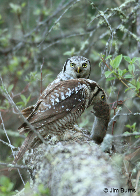 Northern Hawk Owl, a circumpolar species found in North America and Siberia