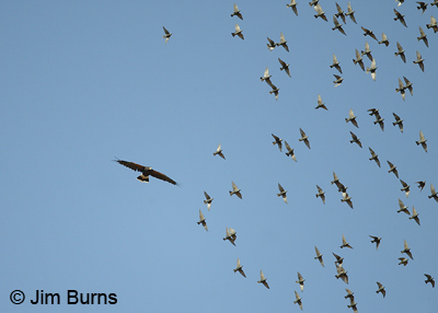 Harris's Hawk harassing starling flock