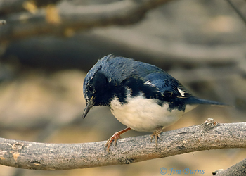 Black-throated Blue Warbler--macro lens