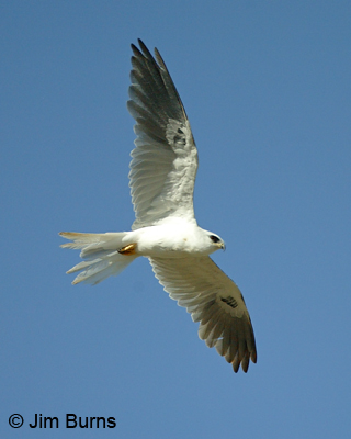White-tailed Kite in flight