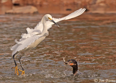 Snowy Egret harassing Double-crested Cormorant with fish--8974