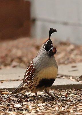 Gambel's Quail male with Russian Olive