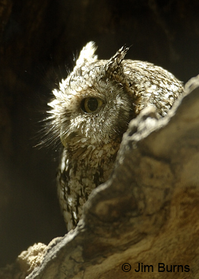 Whiskered Screech-Owl showing length of rictal bristles