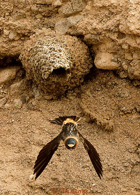 Cliff Swallow leaving nest--9694