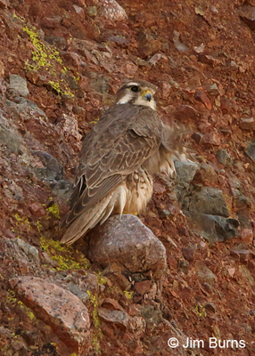 Prairie Falcon adult