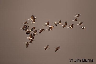 Sandhill Cranes flying snowstorm