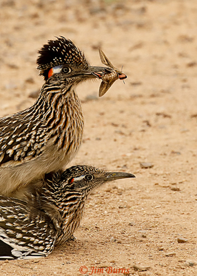 Roadrunners