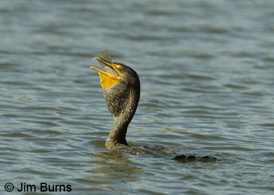 Double-crested Cormorant with fish