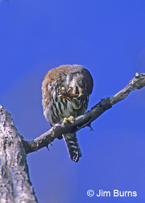 Northern Pygmy-Owl plucking grasshopper