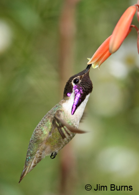 Costa's Hummingbird male at Aloe