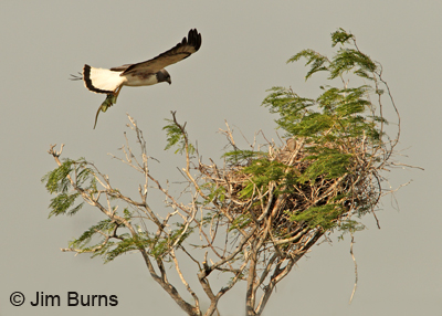 White-tailed Hawk bringing snake to nestlings