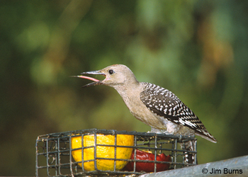 Gila Woodpecker juvenile, the tongue