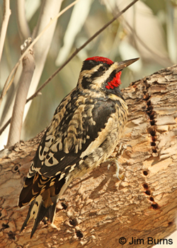 Yellow-bellied Sapsucker, the driller