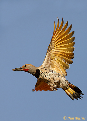 Gilded Flicker male removing fecal sac from nest