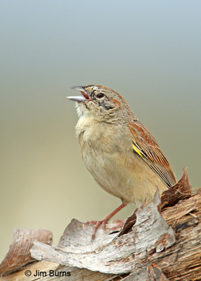 Botteri's Sparrow male singing