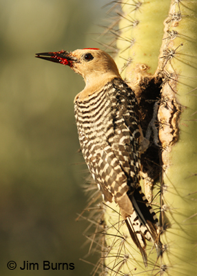 Gila Woodpecker male