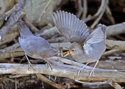 American Dipper parent with aquatic insects for fledgling 2--8103