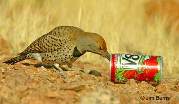 Gilded Flicker female tongue probably reaching bottom of can