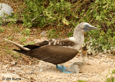 Blue-footed Booby male with chick