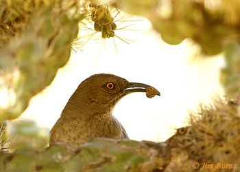 Curve-billed Thrasher with moth for nestlings