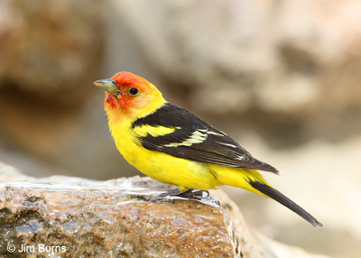Western Tanager male at water feature