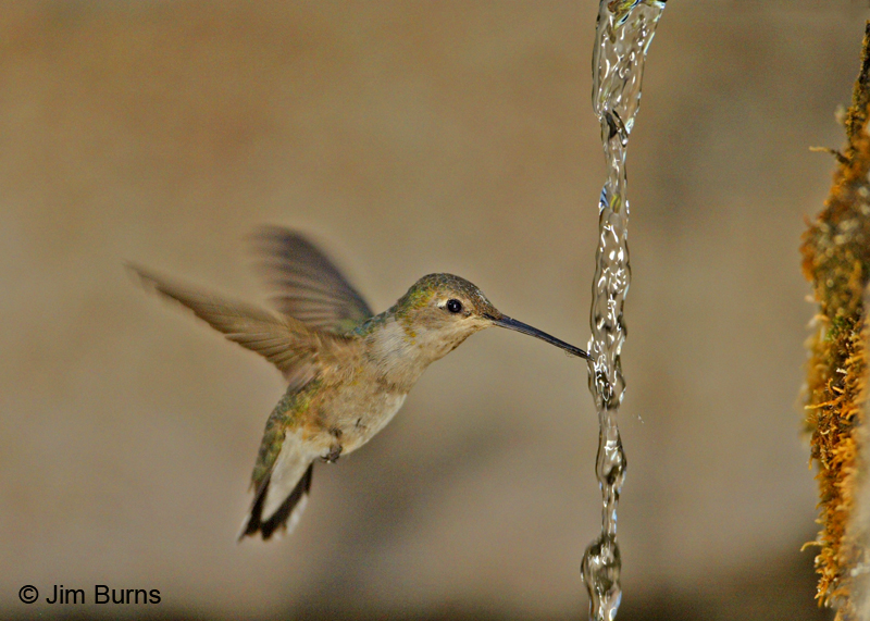Black-chinned Hummingbird female drinking