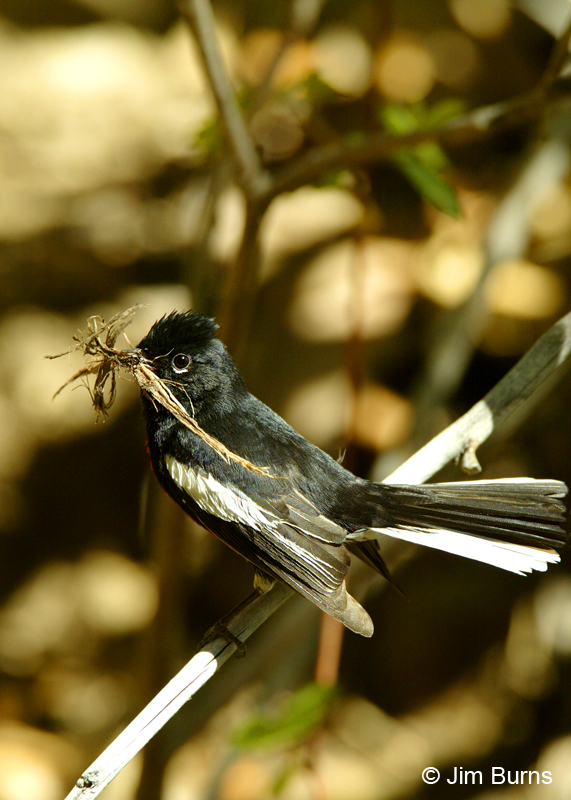 Painted Redstart with nesting material